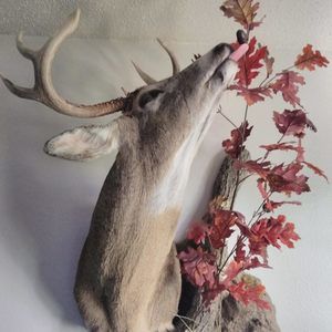 Meet your Posher, Leo